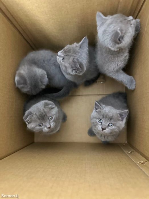 Вислоухие Шотландские котята
