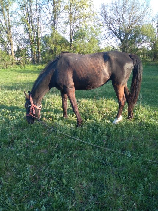 Iapa de căruță de vânzare