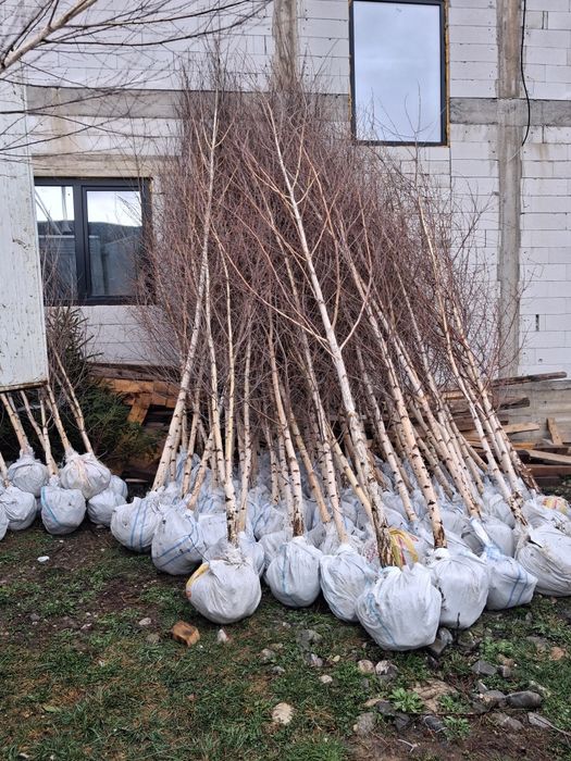 Copaci ornamentali mesteacăn platani