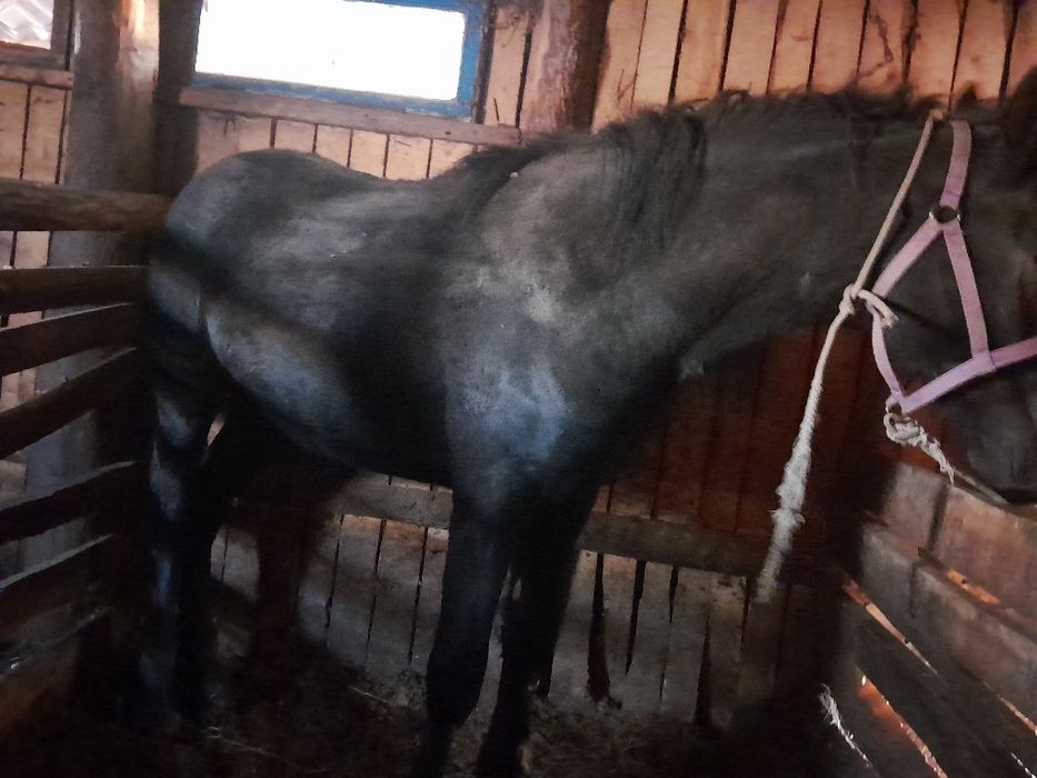 Продам лошадь на откорме лошади оптом