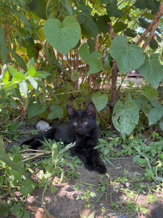 Милые, игривые котята!