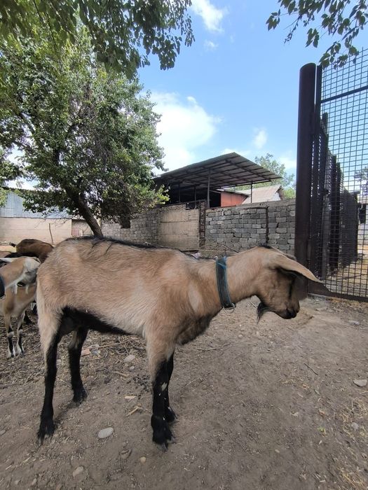 Алписки сауынды ешкілер сатылады