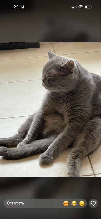 Отдадим кота в добрые руки