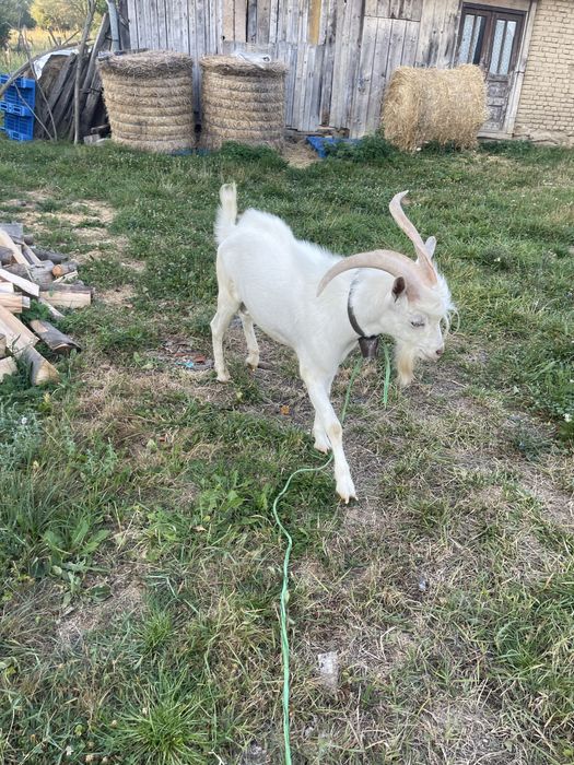 Vând țap sau schimb, tot saanen doar ca as vrea fara coarne.