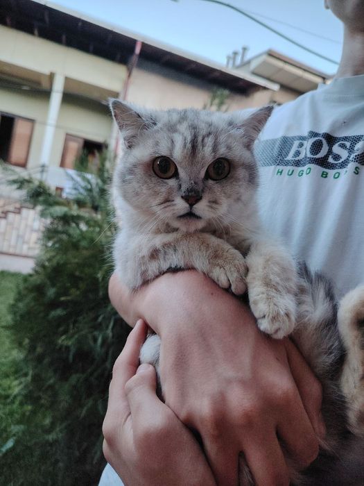 Продаётся котёнок серебристая шиншилла