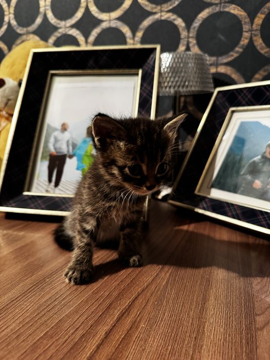 Отдаем сладких котят в самые добрые руки!