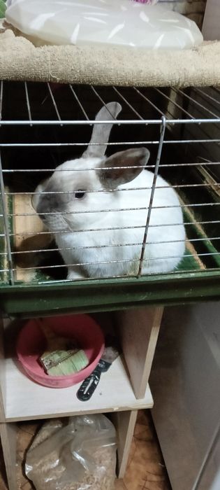 Кролик декаративный