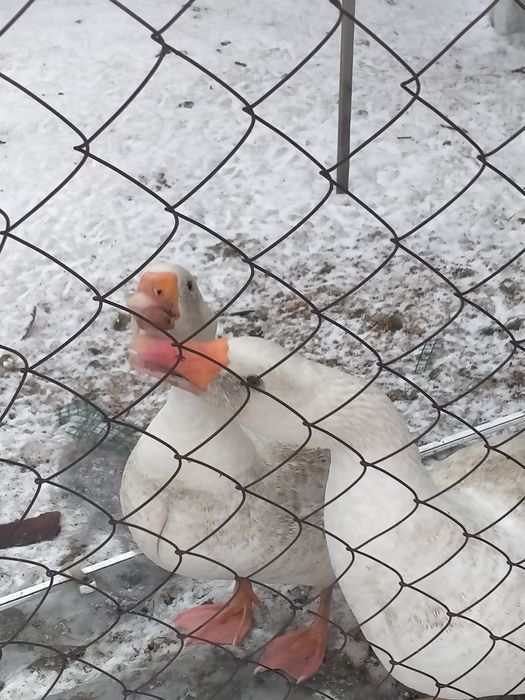 Продам гусей. Линда.