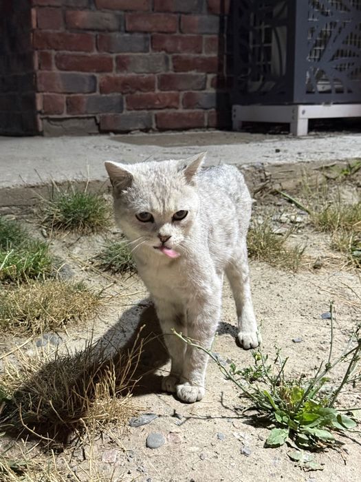 Отдам кота в хорошие руки
