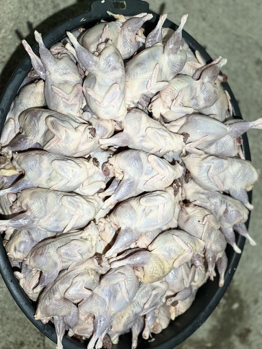 Перепелка мясо, яйцо