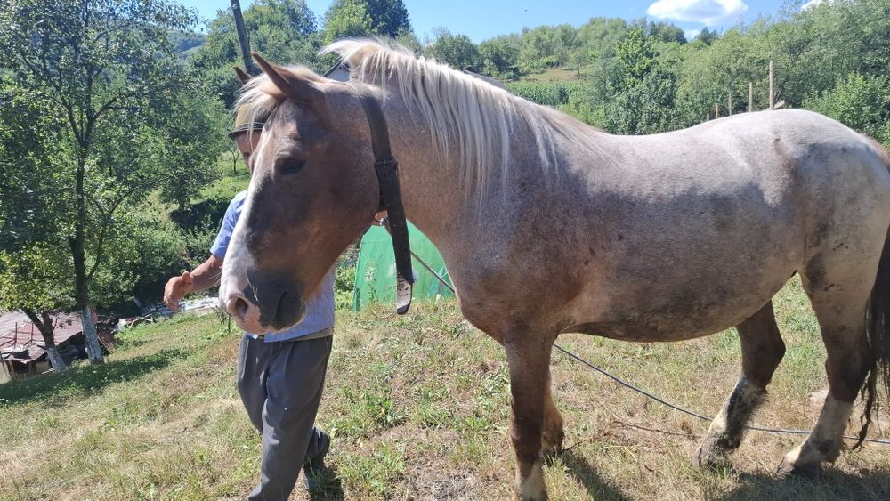 Vând cal in localitatea Săcel,de 9 ani