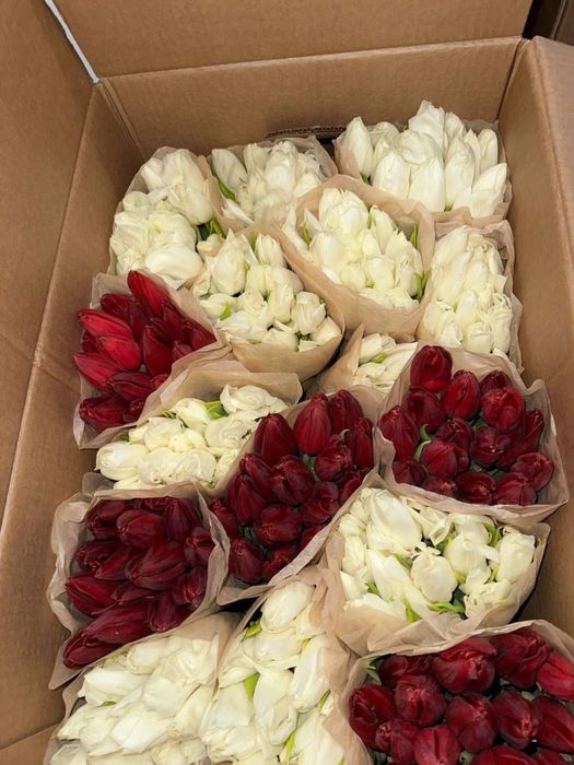 Тюльпаны из Беларуси оптом