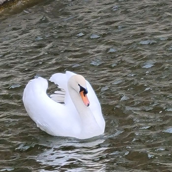 Продаються лебеди пара