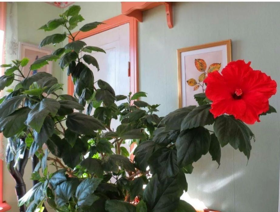 Как выглядит гибискус фото комнатный Как выглядит гибискус фото комнатный