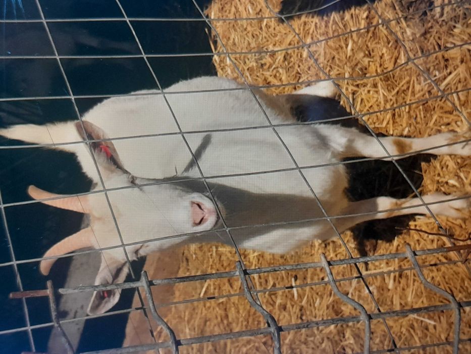 Capra Sannen de vanzare