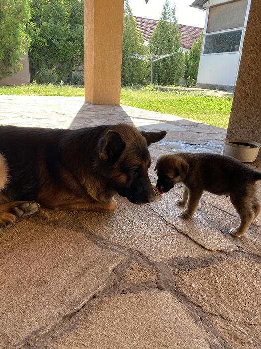 Donez cățeluși- își caută o familie iubitoare
