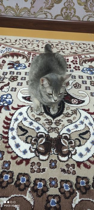 Mushuk sotiladi zoti British Shorthair jinsi qiz