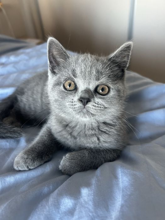 Vând 2 pisici British Shorthair