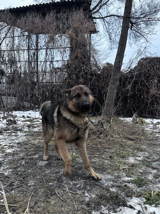 Немцкии овчаркаа