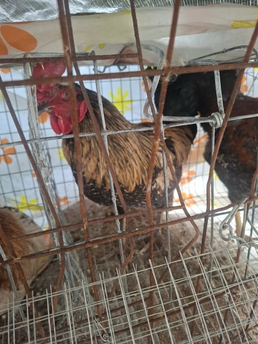 Продаются 8 петухов