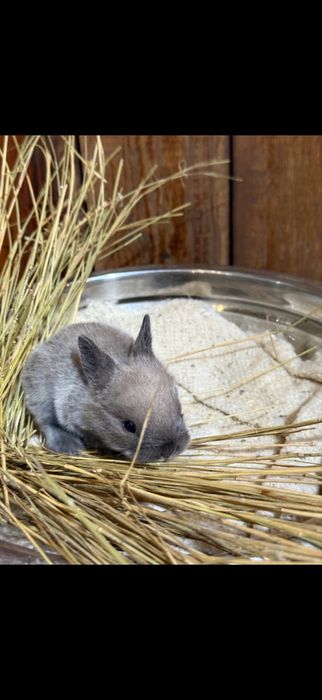 крольчата декоративные