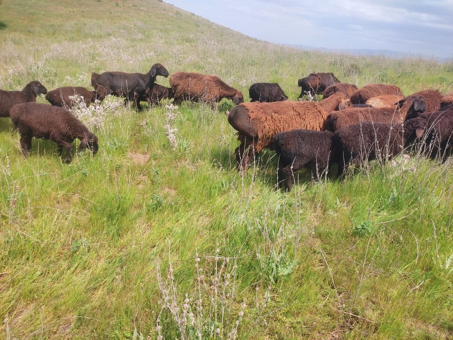 Fevral -mart qoʻzilari