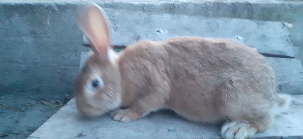 Iepuroaica giastanta