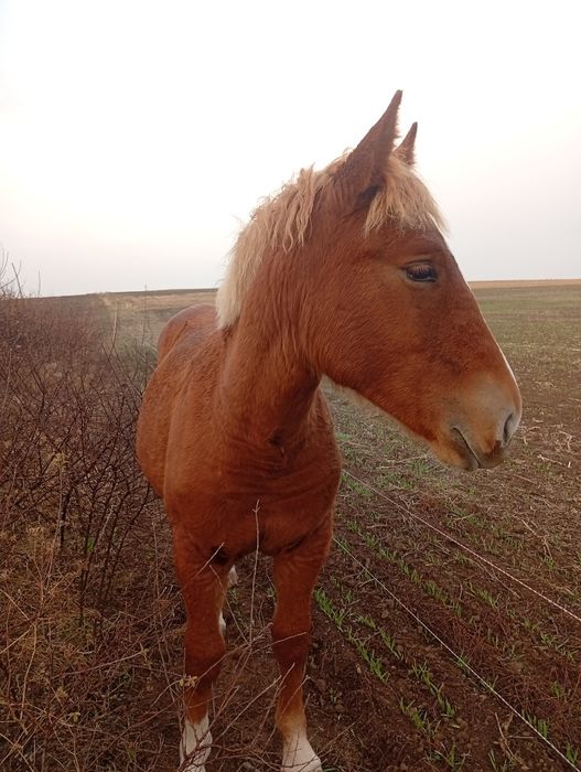 Iapă de vânzare și o mânză de 9 lunii noiembrie