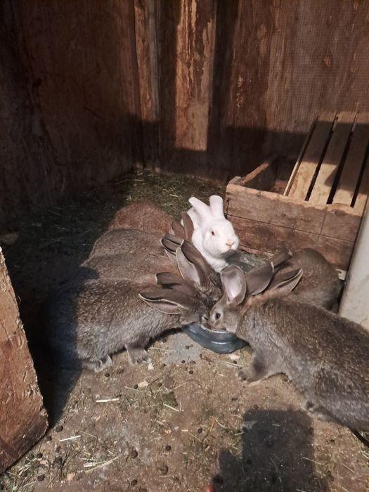 Продам кроликов Серый великан