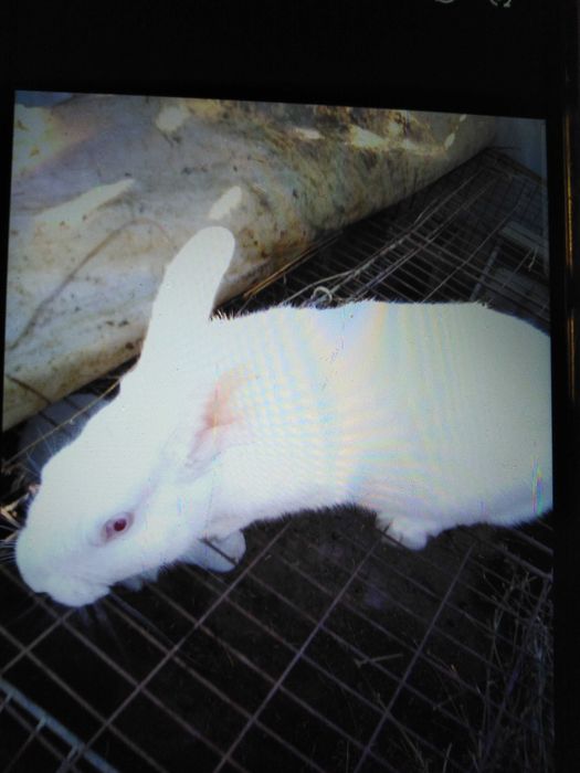 Iepuri 3 femele și 1 mascul