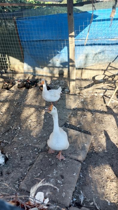 Rațe si gâște de vânzare