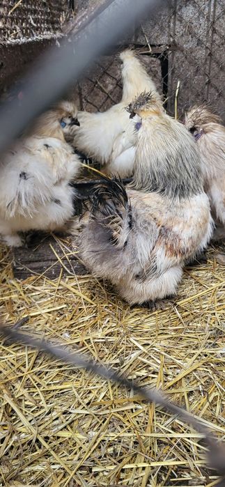 Tineret matasa japoneza