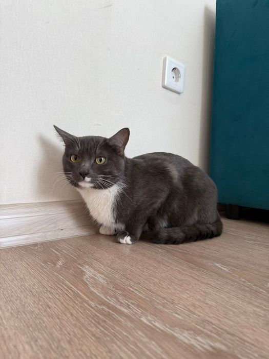 Отдам домашнего кота совершенно бесплатно 
Отдам котика совершенно бес