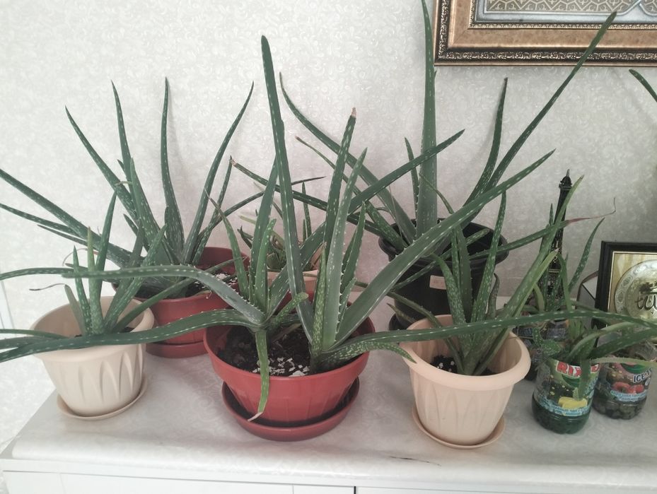 Алое вера, цена от 1500