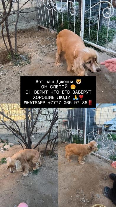 Собака мальчик ищет дом