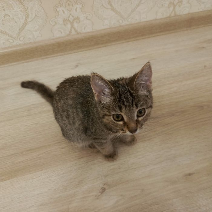 Котята домашние'