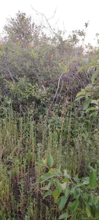 Продаётся дачный участок