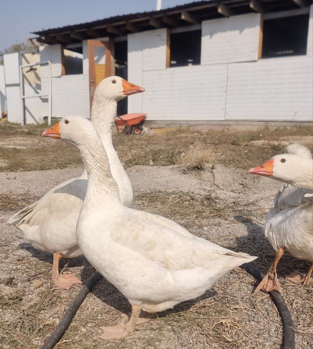 Меняю 1 Гуся и 3 Гусынь  на 12 молодых  курочек несушек и 2 петуха.