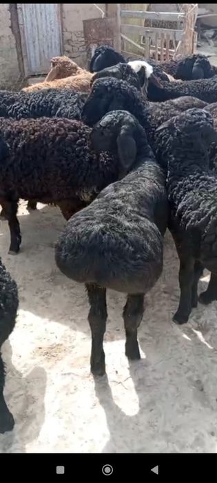 Quzilar sotiladi 2mlndan