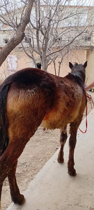 Ot toy qulun 7 oylik