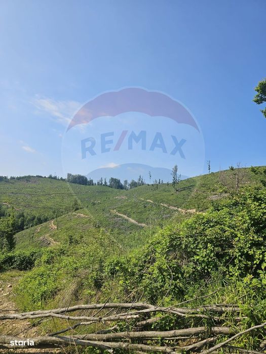 Pasune 21 ha pretabila pentru panouri fotovoltaice,impadurit