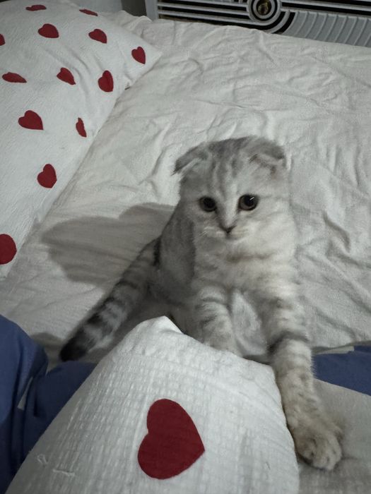 Шотландский вислоухий котёнок