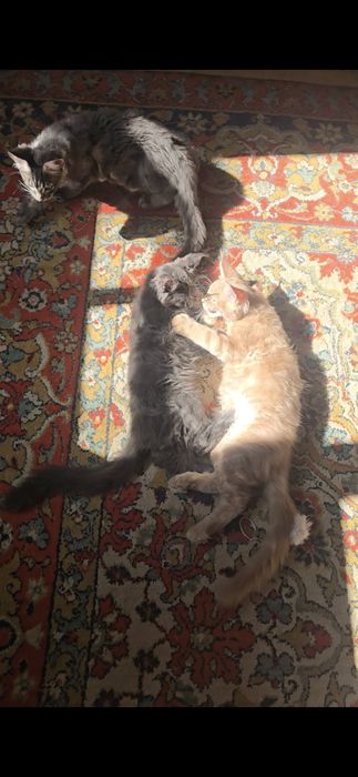 Котята породы Мейнкун