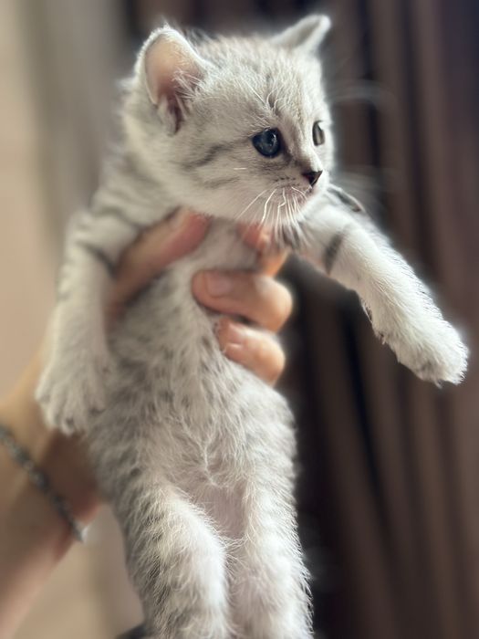 Мушук болалари зотли