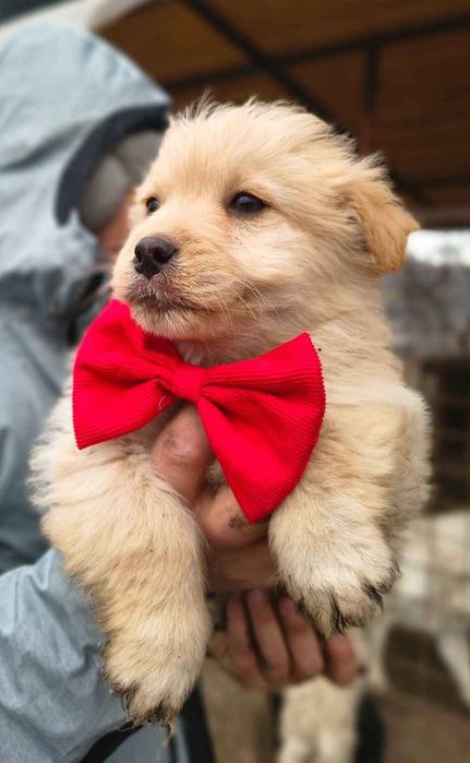 Femelă albă și mascul crem bichon