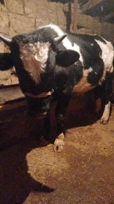 1жасар бычок сатылады