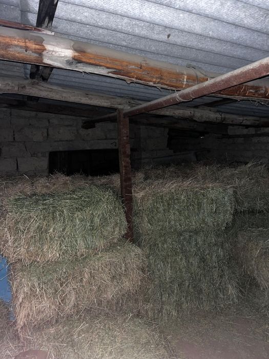 Жоңышқа шөп.    .