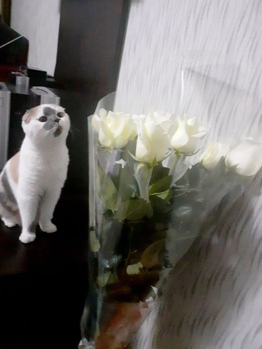 Мушу сотлади хомладор