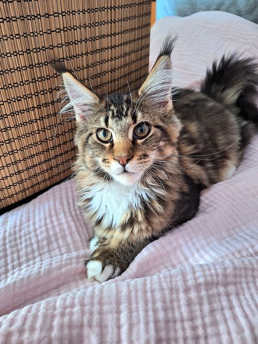 Pisica 5 luni Maine Coon cu Pedigree