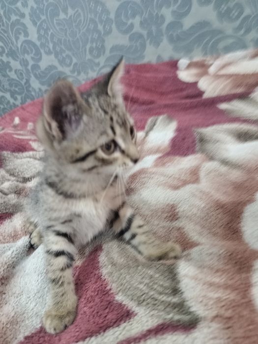 Котята две девочки